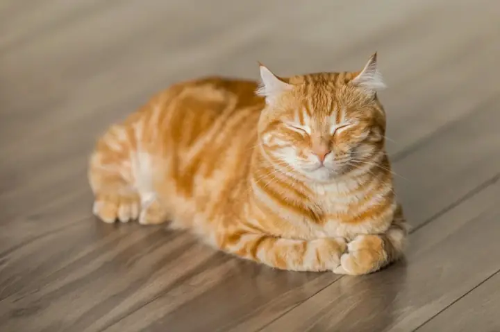 Làm Thế Nào Để Xoa Dịu Tiếng Mèo Kêu Đêm Và Giúp Mèo Cưng Ổn Định Tâm Lý?