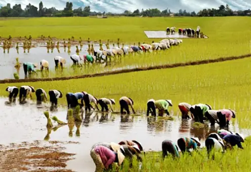 Giải Mã Giấc Mơ Ngủ Mơ Thấy Mình Đi Cấy Đánh Đề Con Gì Và Điềm Báo Chính Xác Nhất