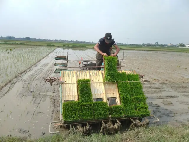 Điềm Báo Từ Giấc Mơ Đi Cấy Lúa Giữa Ruộng Rộng Nước Mênh Mông Là Gì?