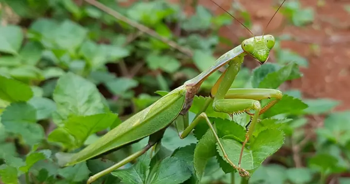 Ngựa Trời Vào Nhà Là Điềm Gì Theo Quan Niệm Dân Gian Và Phong Thủy?