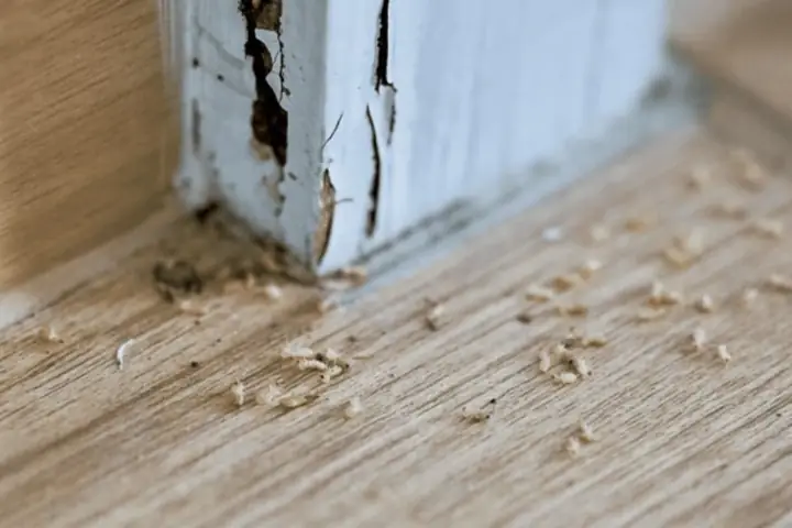Dấu Hiệu Nhận Biết Sớm Nhà Đang Bị Mối Xông Là Gì?