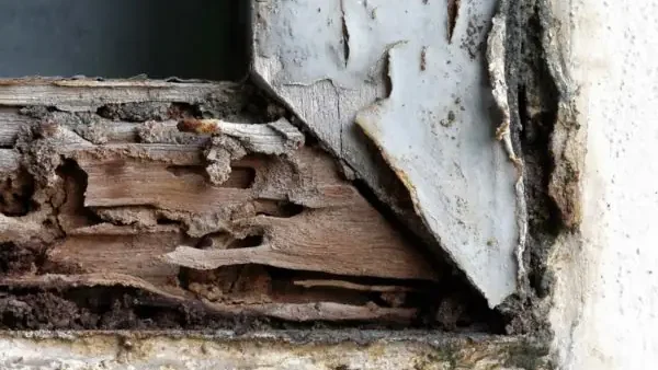 Nhà Có Mối Là Điềm Gì? Giải Mã Ý Nghĩa Phong Thủy, Lành Dữ Và Cách Xử Lý Hiệu Quả