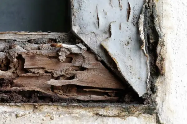 Nhà Có Mối Là Điềm Gì? Giải Mã Ý Nghĩa Phong Thủy, Lành Dữ Và Cách Xử Lý Hiệu Quả