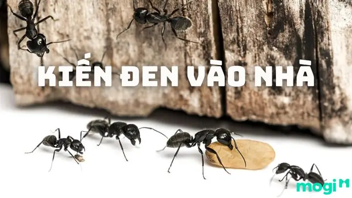 Kiến Có Thể Mang Năng Lượng Tiêu Cực Ảnh Hưởng Đến Gia Chủ Hay Không? Kiến Có Thể Mang Năng Lượng Tiêu Cực Ảnh Hưởng Đến Gia Chủ Hay Không?