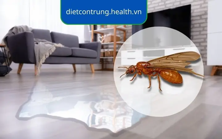 Làm Thế Nào Để Hóa Giải Vận Xui Và Thu Hút Tài Lộc Khi Nhà Có Nhiều Kiến? Làm Thế Nào Để Hóa Giải Vận Xui Và Thu Hút Tài Lộc Khi Nhà Có Nhiều Kiến?