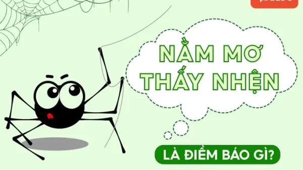 Nhện Đen Điềm Báo Gì? Giải Mã Chi Tiết Ý Nghĩa Tốt Xấu Trong Phong Thủy