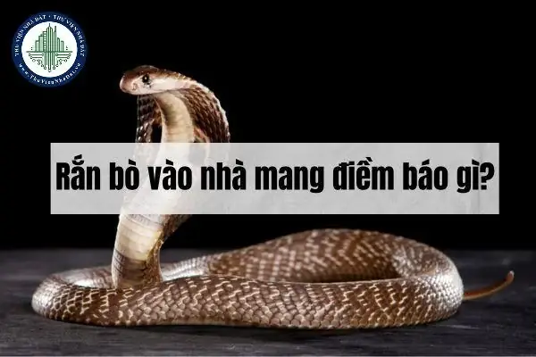 Nhện Vào Nhà Có Điềm Gì? Giải Mã Ý Nghĩa Phong Thủy Và Vận May Hên Xui