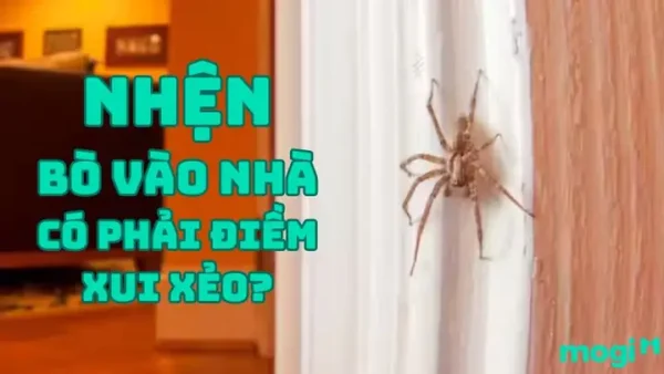 Nhện Vào Nhà Có Điềm Gì? Giải Mã Ý Nghĩa Phong Thủy Và Vận May Hên Xui