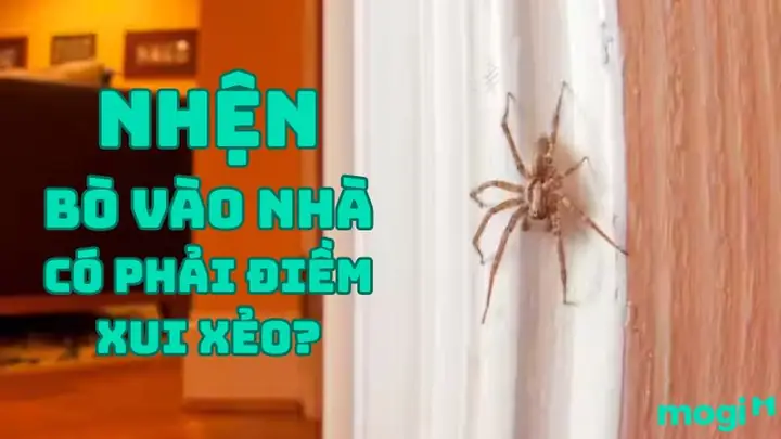 Nhện Vào Nhà Có Điềm Gì? Giải Mã Ý Nghĩa Phong Thủy Và Vận May Hên Xui