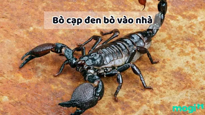 Nhện Vào Nhà Có Điềm Gì? Giải Mã Ý Nghĩa Phong Thủy Và Vận May Hên Xui