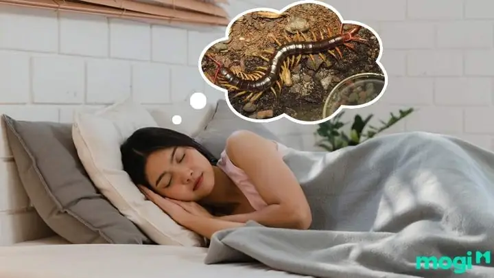 Nhìn Thấy Rết Là Điềm Gì? Giải Mã Ý Nghĩa Phong Thủy Và Vận Mệnh Chi Tiết Nhìn Thấy Rết Là Điềm Gì? Giải Mã Ý Nghĩa Phong Thủy Và Vận Mệnh Chi Tiết