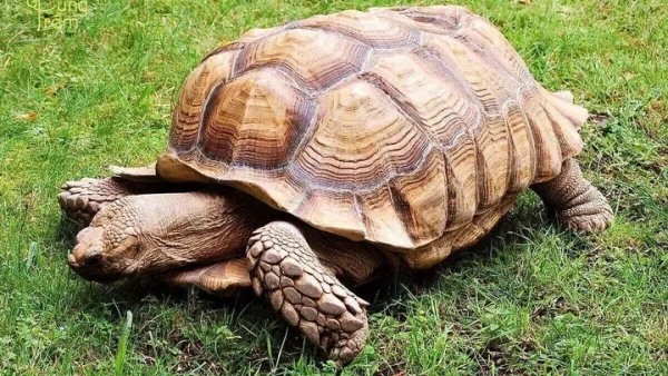 Nhìn Thấy Rùa Là Điềm Gì? Giải Mã Ý Nghĩa Phong Thủy Tốt Xấu Và Con Số May Mắn