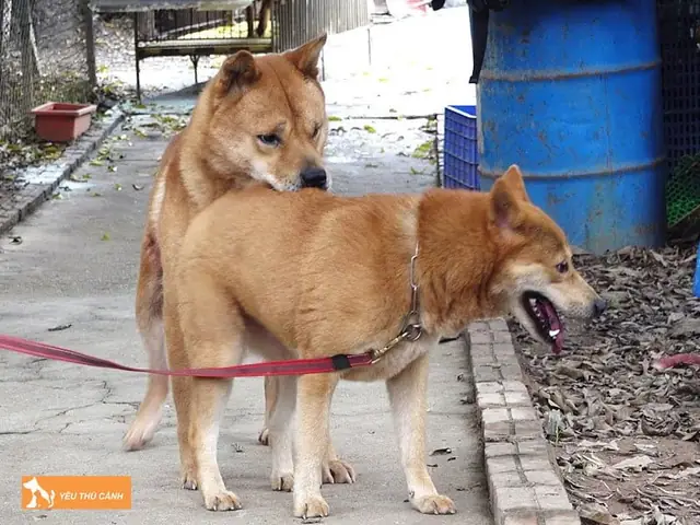 Nhìn Thấy Chó Giao Phối Hoặc Các Hiện Tượng Đặc Thù Khác Có Ý Nghĩa Gì? Nhìn Thấy Chó Giao Phối Hoặc Các Hiện Tượng Đặc Thù Khác Có Ý Nghĩa Gì?