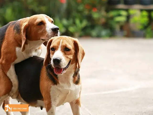 Những Trường Hợp Gặp Chó Khi Ra Ngoài Mang Lại Tín Hiệu Tốt Lành Những Trường Hợp Gặp Chó Khi Ra Ngoài Mang Lại Tín Hiệu Tốt Lành