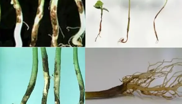 Tổng Hợp Những Điềm Báo Xui Xẻo Phổ Biến Trong Dân Gian Và Cách Hóa Giải Hiệu Quả