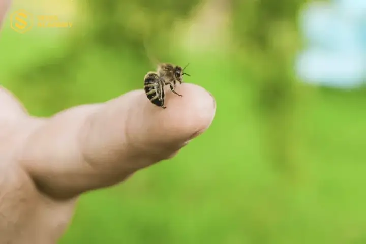 Ong Bay Vào Khu Vực Phòng Ngủ Và Cửa Sổ Gia Đình