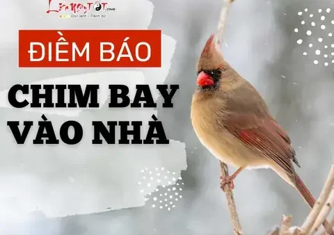 Quả Rơi Vào Người Là Điềm Gì? Giải Mã Tín Hậu May Mắn Hay Xui Xẻo