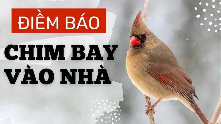 Quả Rơi Trúng Đầu Khi Đi Dưới Cây Mang Ý Nghĩa Gì? Quả Rơi Trúng Đầu Khi Đi Dưới Cây Mang Ý Nghĩa Gì?