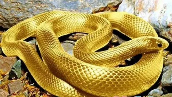 Rắn Lục Bò Vào Nhà Là Điềm Gì? Giải Mã Ý Nghĩa Tâm Linh Và Cách Xử Lý An Toàn
