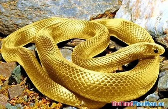 Xử Lý Thế Nào Khi Phát Hiện Rắn Lục Bò Vào Nhà Để Đảm Bảo An Toàn? Xử Lý Thế Nào Khi Phát Hiện Rắn Lục Bò Vào Nhà Để Đảm Bảo An Toàn?