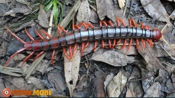Điềm Báo Khi Rết Bò Lên Người Kết Hợp Với Các Yếu Tố Đặc Biệt Điềm Báo Khi Rết Bò Lên Người Kết Hợp Với Các Yếu Tố Đặc Biệt