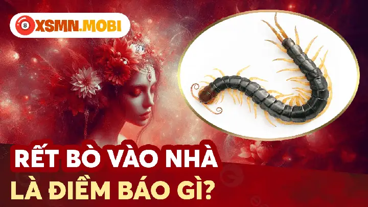 Ý Nghĩa Phong Thủy Khi Rết Xuất Hiện Trong Nhà Và Phòng Ngủ Ý Nghĩa Phong Thủy Khi Rết Xuất Hiện Trong Nhà Và Phòng Ngủ