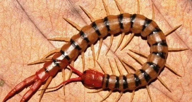 Nằm Mơ Thấy Bị Rết Cắn Phản Ánh Điều Gì Trong Cuộc Sống Thực Tại? Nằm Mơ Thấy Bị Rết Cắn Phản Ánh Điều Gì Trong Cuộc Sống Thực Tại?