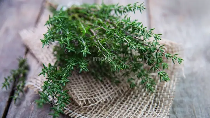 Cách Xử Lý Và Phòng Tránh Rết Bò Vào Nhà Hiệu Quả Là Gì? Cách Xử Lý Và Phòng Tránh Rết Bò Vào Nhà Hiệu Quả Là Gì?