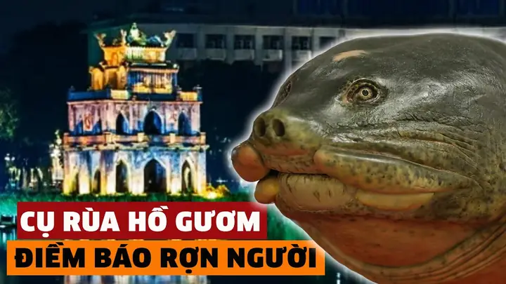 Giải Mã Ý Nghĩa Đằng Sau Sự Ra Đi Của Cụ Rùa Hồ Gươm Có Phải Là Điềm Báo Tâm Linh? Giải Mã Ý Nghĩa Đằng Sau Sự Ra Đi Của Cụ Rùa Hồ Gươm Có Phải Là Điềm Báo Tâm Linh?