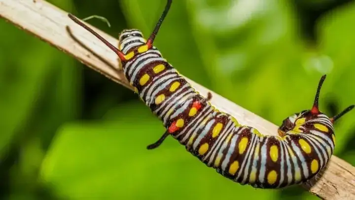 Sâu Bọ Bám Vào Áo Trong Giấc Mơ Là Điềm Lành Hay Dữ? Sâu Bọ Bám Vào Áo Trong Giấc Mơ Là Điềm Lành Hay Dữ?