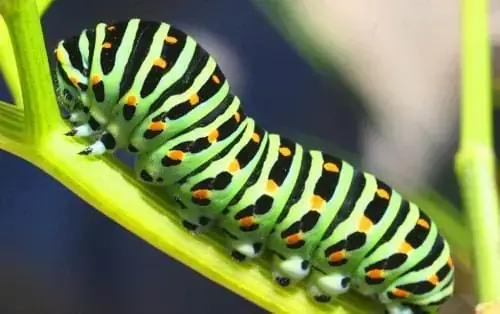 Giải Mã Hiện Tượng Sâu Bu Vào Áo Là Điềm Gì Và Ý Nghĩa Tâm Linh Cần Biết