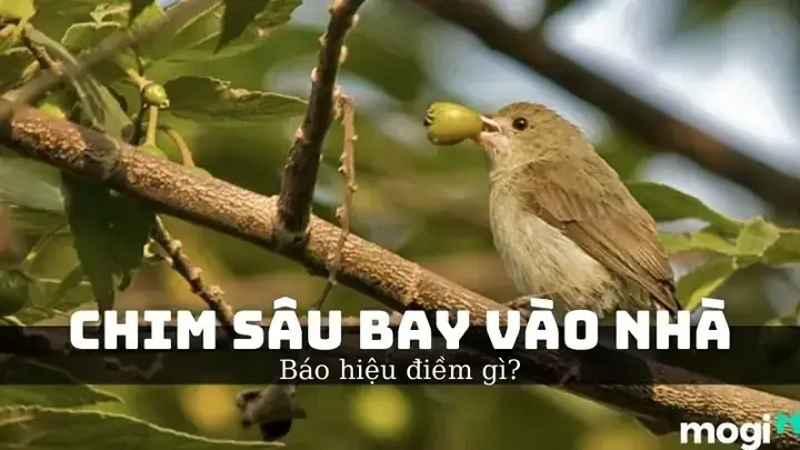 Sâu Rơi Vào Người Là Điềm Lành Hay Điềm Gở? Sâu Rơi Vào Người Là Điềm Lành Hay Điềm Gở?