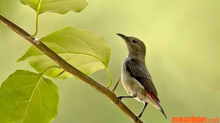Sâu Bò Vào Phòng Khách Hoặc Khu Vực Cửa Chính Có Ý Nghĩa Gì?