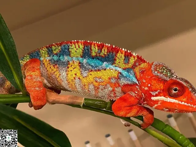 Tắc Kè Kêu Vào Ban Đêm Mang Thông Điệp Gì Từ Thiên Nhiên?