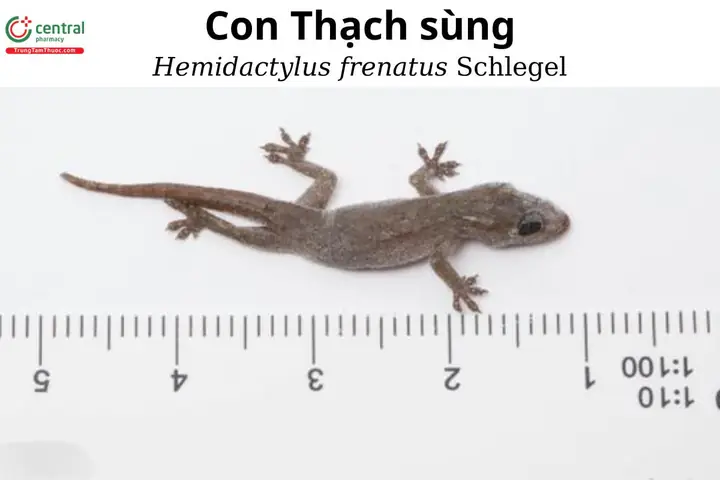 Thạch Sùng Rơi Trúng Người Trong Các Dịp Quan Trọng Có Đáng Sợ Không? Thạch Sùng Rơi Trúng Người Trong Các Dịp Quan Trọng Có Đáng Sợ Không?