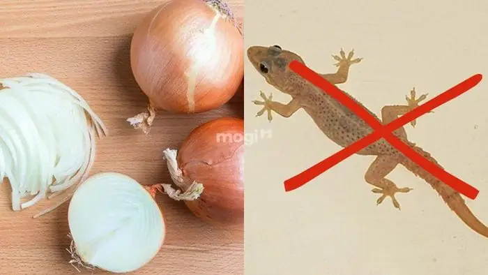 Làm Thế Nào Để Giữ Gìn Không Gian Sống Sạch Sẽ Không Thu Hút Thằn Lằn? Làm Thế Nào Để Giữ Gìn Không Gian Sống Sạch Sẽ Không Thu Hút Thằn Lằn?