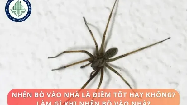 Thấy Nhện Đen Là Điềm Gì? Giải Mã Ý Nghĩa Phong Thủy Và Tâm Linh Mới Nhất