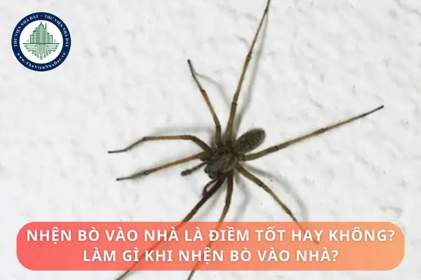 Thấy Nhện Đen Là Điềm Gì? Giải Mã Ý Nghĩa Phong Thủy Và Tâm Linh Mới Nhất
