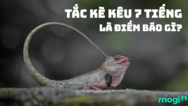 Tiếng Tắc Kè Kêu Trong Đêm Là Điềm Gì? Giải Mã Chi Tiết Các Điềm Báo Lành Lữ Và Con Số May Mắn
