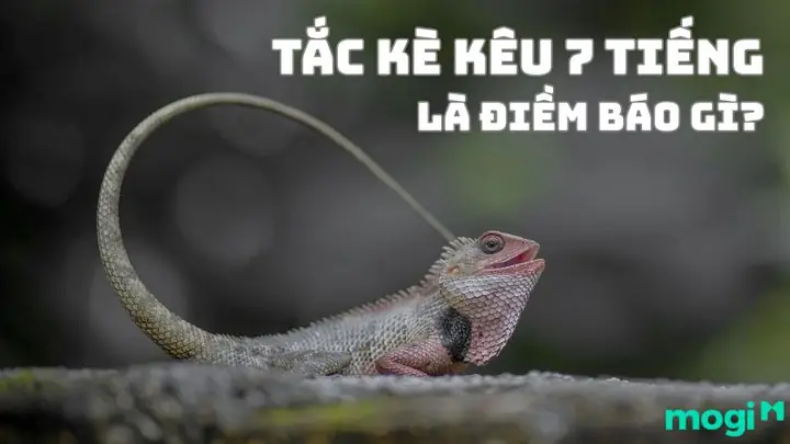 Tiếng Tắc Kè Kêu Trong Đêm Là Điềm Gì? Giải Mã Chi Tiết Các Điềm Báo Lành Lữ Và Con Số May Mắn Tiếng Tắc Kè Kêu Trong Đêm Là Điềm Gì? Giải Mã Chi Tiết Các Điềm Báo Lành Lữ Và Con Số May Mắn