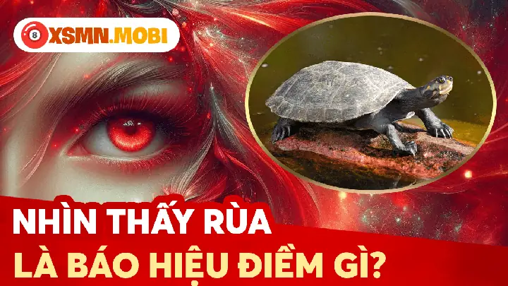 Góc Nhìn Tâm Linh Và Văn Hóa Khi Bắt Gặp Rùa Chết Ngoài Tự Nhiên. Góc Nhìn Tâm Linh Và Văn Hóa Khi Bắt Gặp Rùa Chết Ngoài Tự Nhiên.