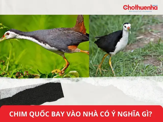 Ve Sầu Bay Vào Nhà Ban Đêm Có Ý Nghĩa Khác Biệt Thế Nào?