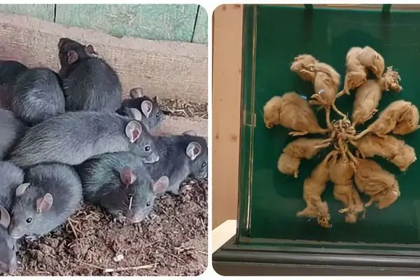 Nguồn Gốc Và Lịch Sử Ghi Nhận Hiện Tượng Vua Chuột Ở Châu Âu Nguồn Gốc Và Lịch Sử Ghi Nhận Hiện Tượng Vua Chuột Ở Châu Âu