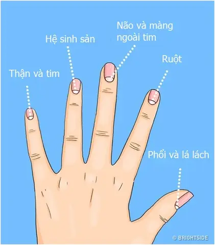 Xem Bói Điềm Trắng Trên Móng Tay: Ý Nghĩa Dân Gian Và Góc Nhìn Khoa Học Xem Bói Điềm Trắng Trên Móng Tay: Ý Nghĩa Dân Gian Và Góc Nhìn Khoa Học