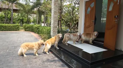 Sắc Mặt Hồng Hào, Căng Bóng Và Tinh Thần Sảng Khoái